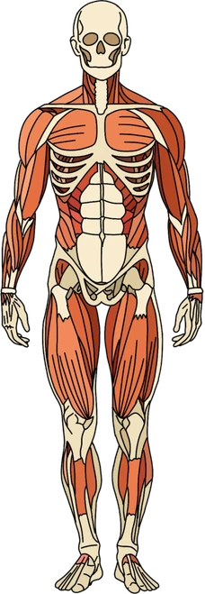 Anatomisk kroppskart som viser muskler og skjelett